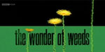 The Wonder Of Weeds