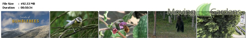 Secrets_of_Bumblebees.mp4